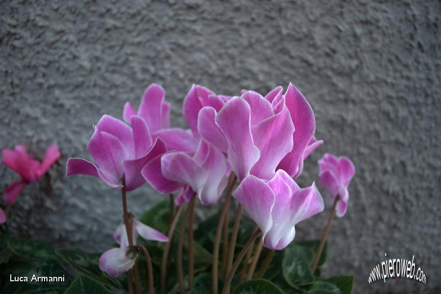 03 ciclamini bianco rosa.jpg